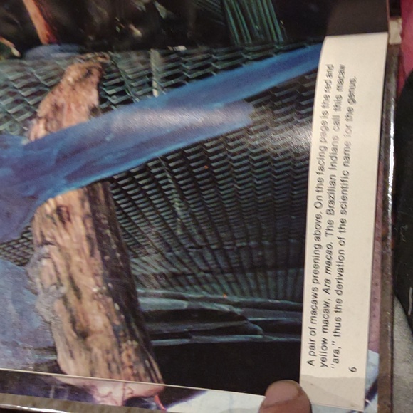 Taming and training Macaws birds by risa teitler - Picture 7 of 12